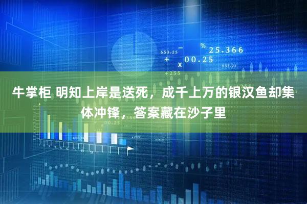 牛掌柜 明知上岸是送死，成千上万的银汉鱼却集体冲锋，答案藏在沙子里